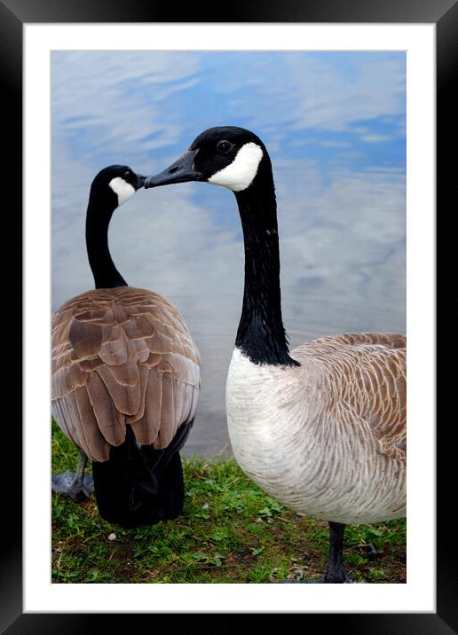 Canada's Beacon Birds Caught in Frame Framed Mounted Print by Andy Evans Photos