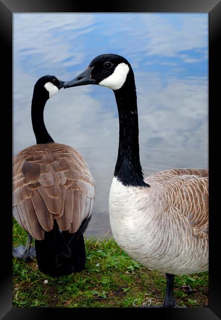 Canada's Beacon Birds Caught in Frame Framed Print by Andy Evans Photos