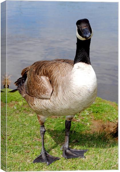 Captivating Canada Goose Portrait Canvas Print by Andy Evans Photos