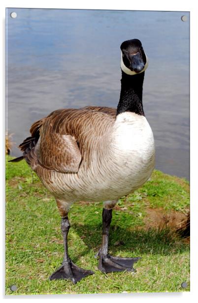 Captivating Canada Goose Portrait Acrylic by Andy Evans Photos