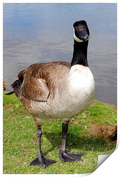 Captivating Canada Goose Portrait Print by Andy Evans Photos