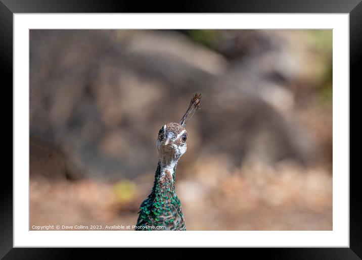 Female Peafowl - Pea Hen (Close up portrait), Poole, England Framed Mounted Print by Dave Collins
