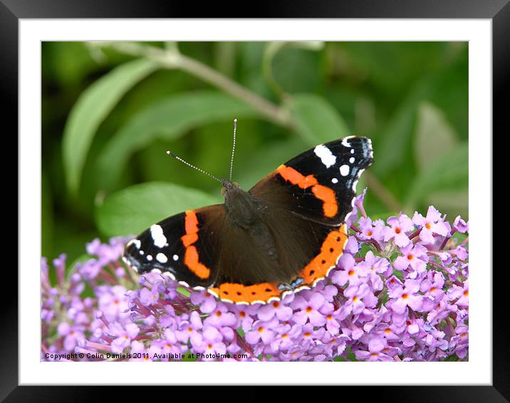 Butterfly on  Flower Framed Mounted Print by Colin Daniels
