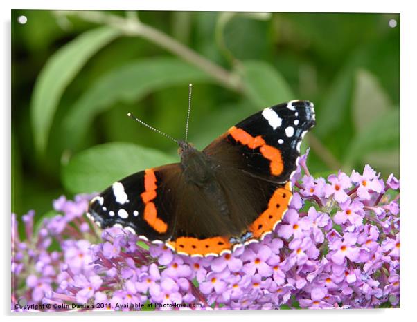 Butterfly on  Flower Acrylic by Colin Daniels