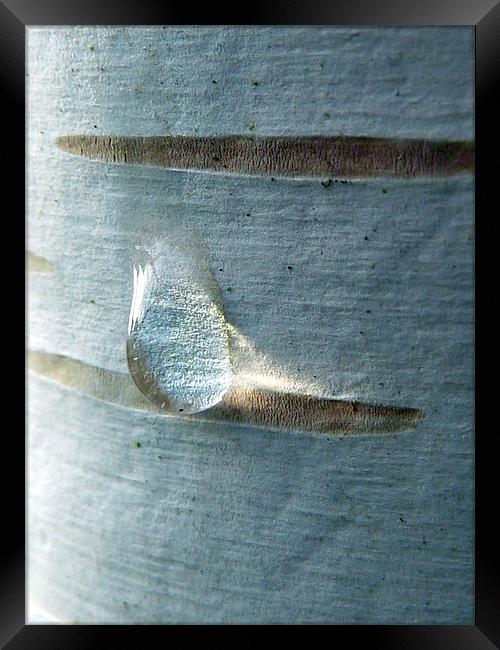 silver birch Framed Print by Lucy Antony