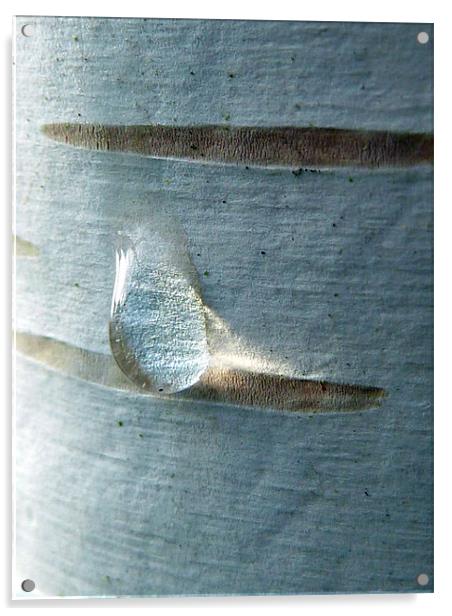 silver birch Acrylic by Lucy Antony
