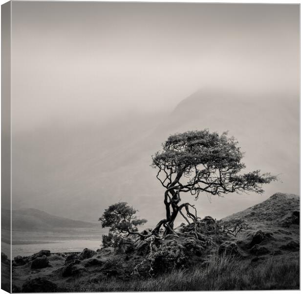 Skye Tree Canvas Print by Dave Bowman