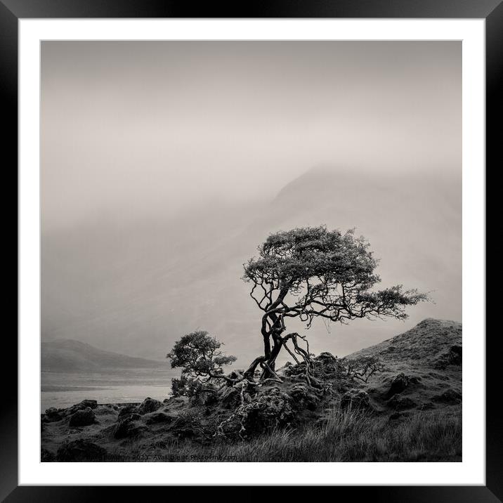 Skye Tree Framed Mounted Print by Dave Bowman