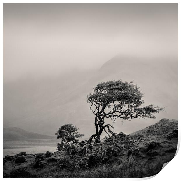 Skye Tree Print by Dave Bowman
