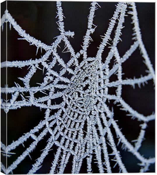 Frozen Web Canvas Print by Nigel Bangert