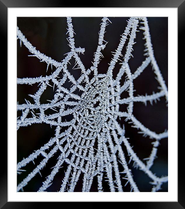 Frozen Web Framed Mounted Print by Nigel Bangert