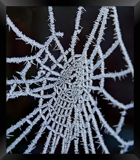 Frozen Web Framed Print by Nigel Bangert