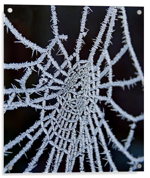 Frozen Web Acrylic by Nigel Bangert