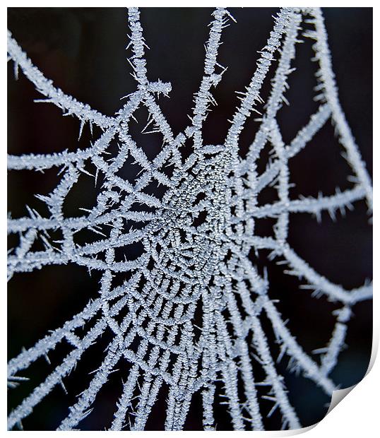 Frozen Web Print by Nigel Bangert