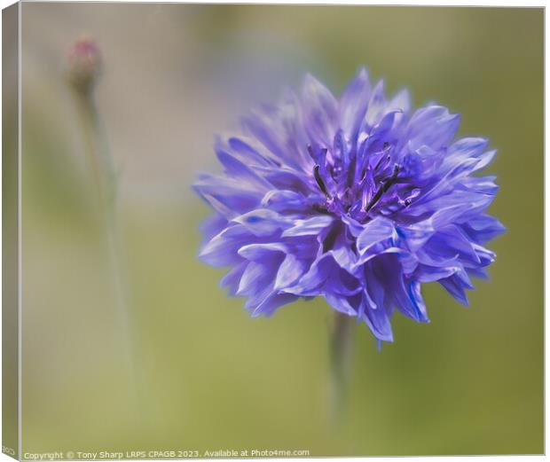 CORNFLOWER - BLOOM AND BUD Canvas Print by Tony Sharp LRPS CPAGB
