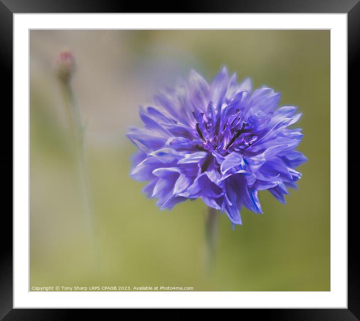 CORNFLOWER - BLOOM AND BUD Framed Mounted Print by Tony Sharp LRPS CPAGB