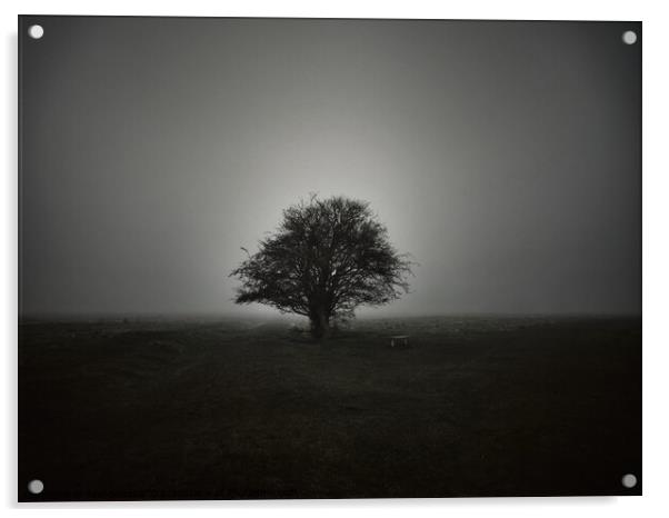 Lone tree in fog Acrylic by Paul Boizot