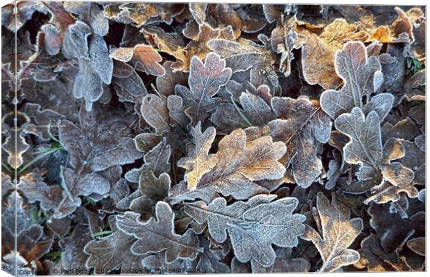 Frosted oak leaves 2 Canvas Print by Paul Boizot
