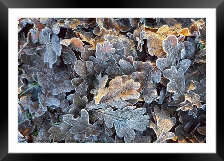 Frosted oak leaves 2 Framed Mounted Print by Paul Boizot