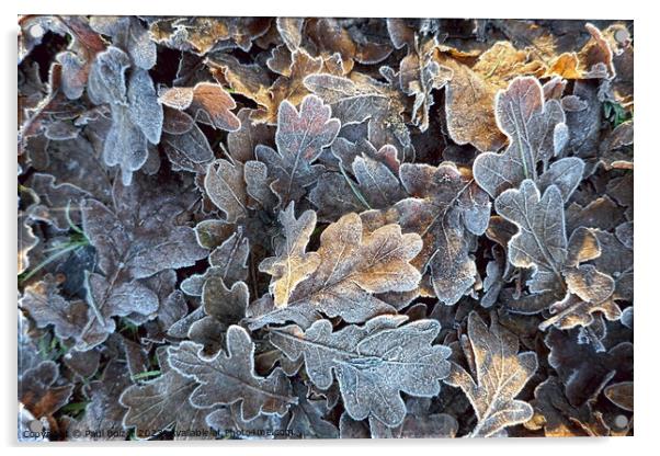Frosted oak leaves 2 Acrylic by Paul Boizot