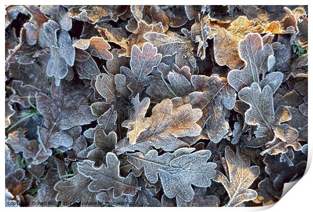 Frosted oak leaves 2 Print by Paul Boizot