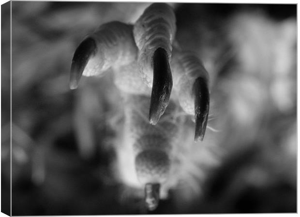 the claw Canvas Print by Jo Beerens