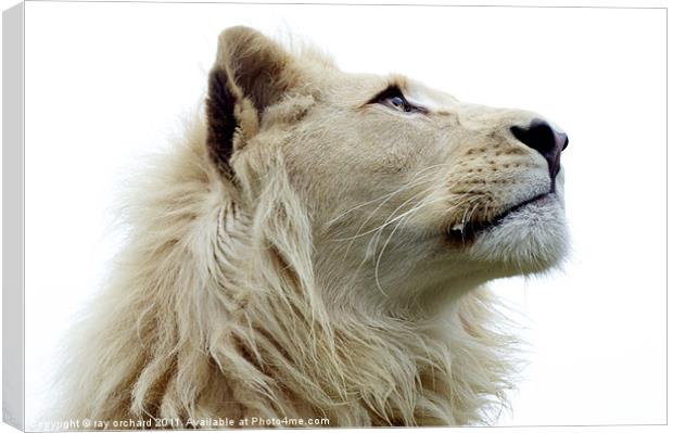 Themba the white lion Canvas Print by ray orchard
