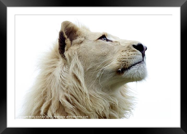 Themba the white lion Framed Mounted Print by ray orchard