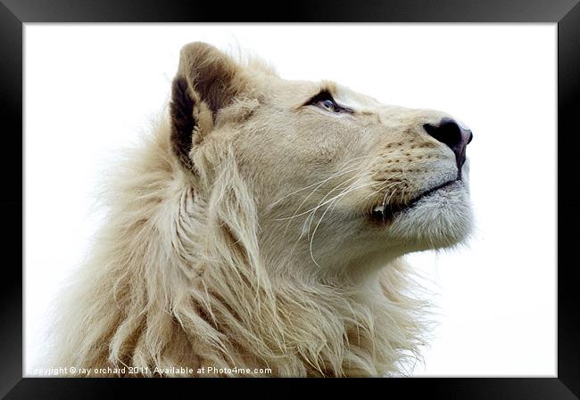 Themba the white lion Framed Print by ray orchard