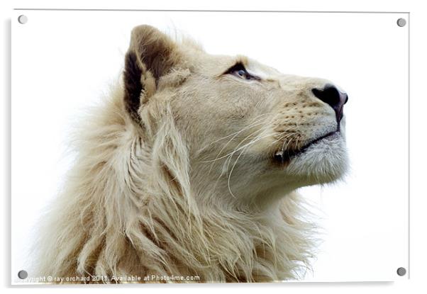 Themba the white lion Acrylic by ray orchard