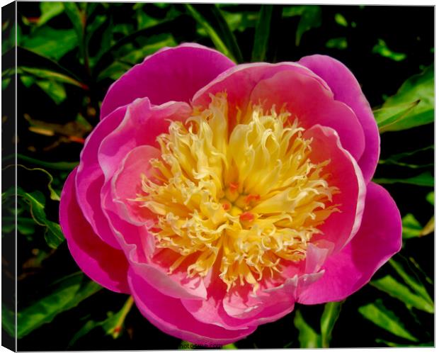 Pink and yellow peony Canvas Print by Stephanie Moore