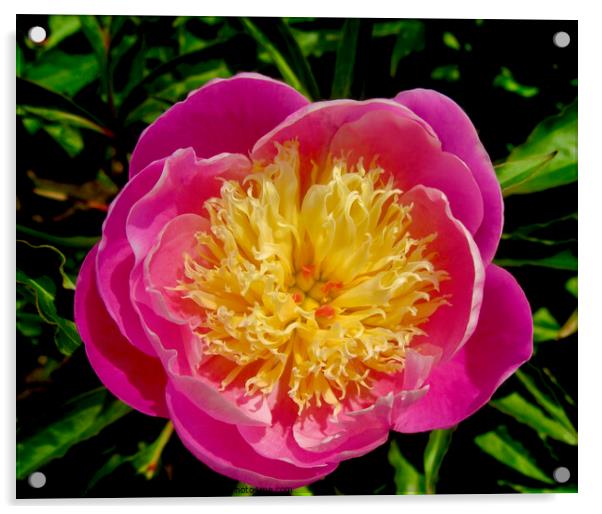 Pink and yellow peony Acrylic by Stephanie Moore
