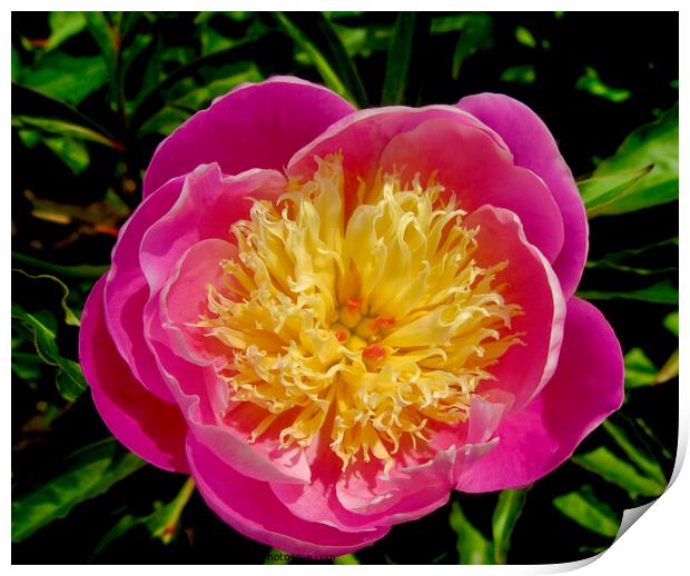 Pink and yellow peony Print by Stephanie Moore