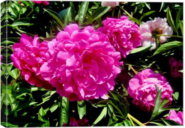 Lush pink peonies Canvas Print by Stephanie Moore