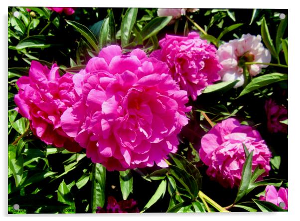 Lush pink peonies Acrylic by Stephanie Moore