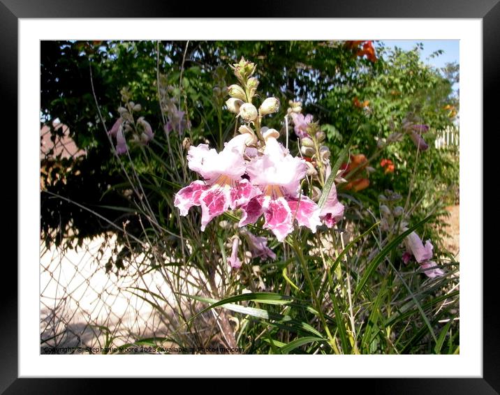 Pink desert flowers Framed Mounted Print by Stephanie Moore