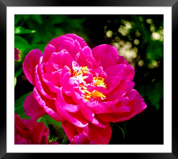 Peony in the sun Framed Mounted Print by Stephanie Moore
