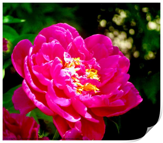 Peony in the sun Print by Stephanie Moore