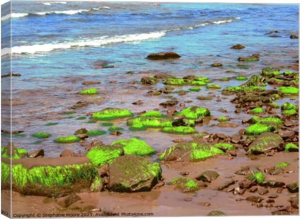 Bright green seaweed Canvas Print by Stephanie Moore