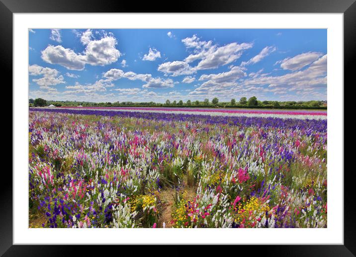 Field of Delphiniums Framed Mounted Print by Susan Snow
