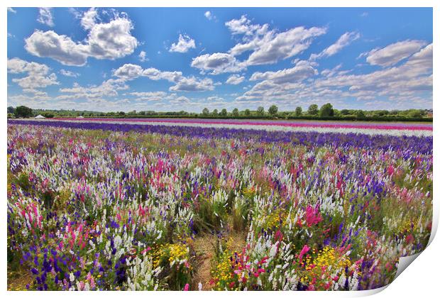 Field of Delphiniums Print by Susan Snow