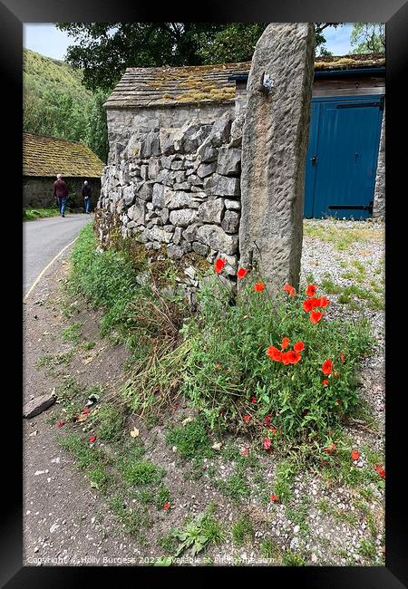 Derbyshire's Timeless StoneWall Adorned with Poppy Framed Print by Holly Burgess