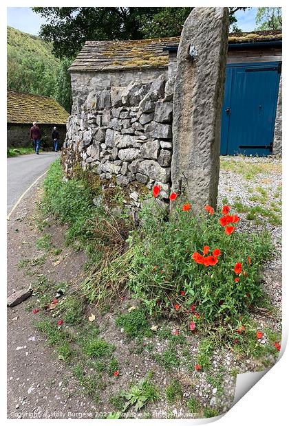 Derbyshire's Timeless StoneWall Adorned with Poppy Print by Holly Burgess