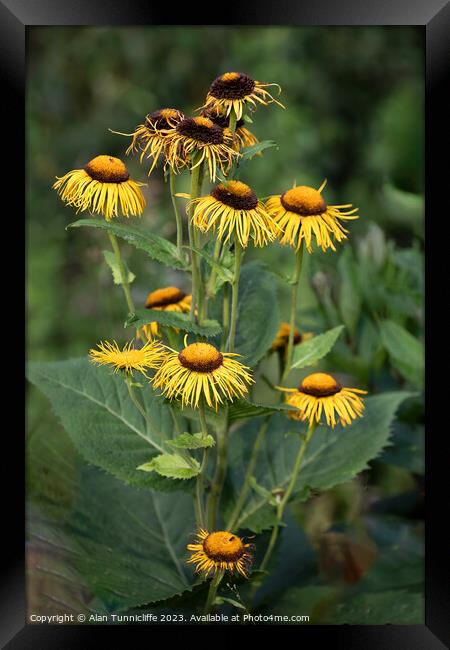 Yellow oxeye Framed Print by Alan Tunnicliffe