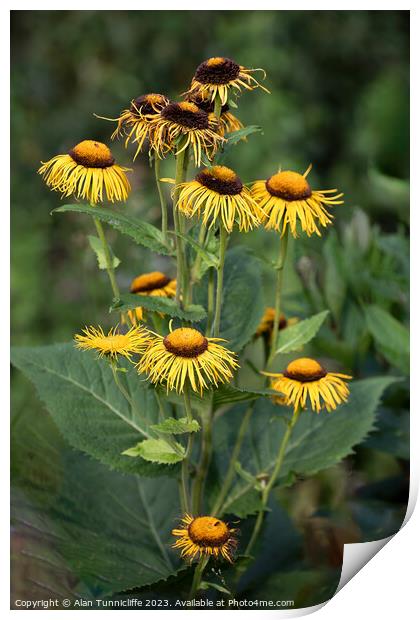 Yellow oxeye Print by Alan Tunnicliffe