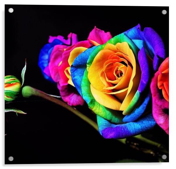 A stunning rainbow rose with a black back ground  Acrylic by Paddy 