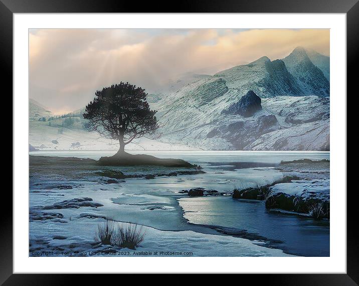 A TREE AMONGST ICE Framed Mounted Print by Tony Sharp LRPS CPAGB