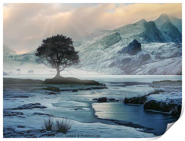 A TREE AMONGST ICE Print by Tony Sharp LRPS CPAGB