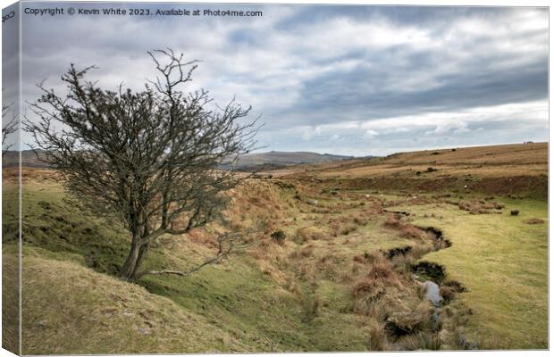 Surviving tree next to stream on Dartmoor Canvas Print by Kevin White