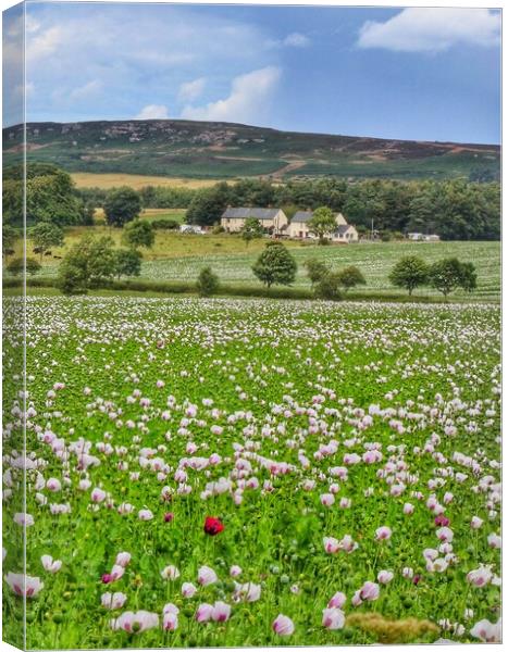 Poppy fields of Northumberland  Canvas Print by Tony lopez